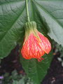 Flower maple